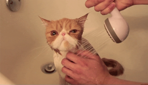 cold shower cat giphy