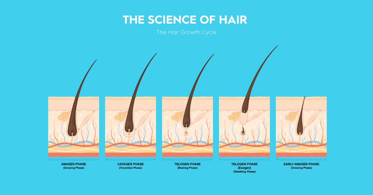 The science of Hair 