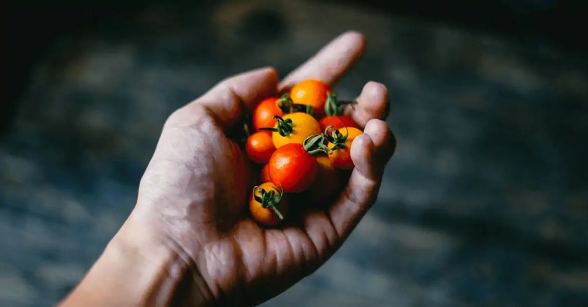 Tomato foods for skin health